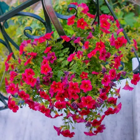 Flowers Pensjonat